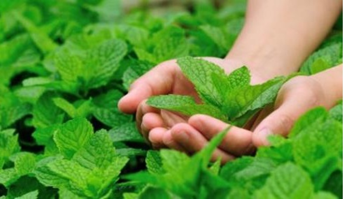 Herbs