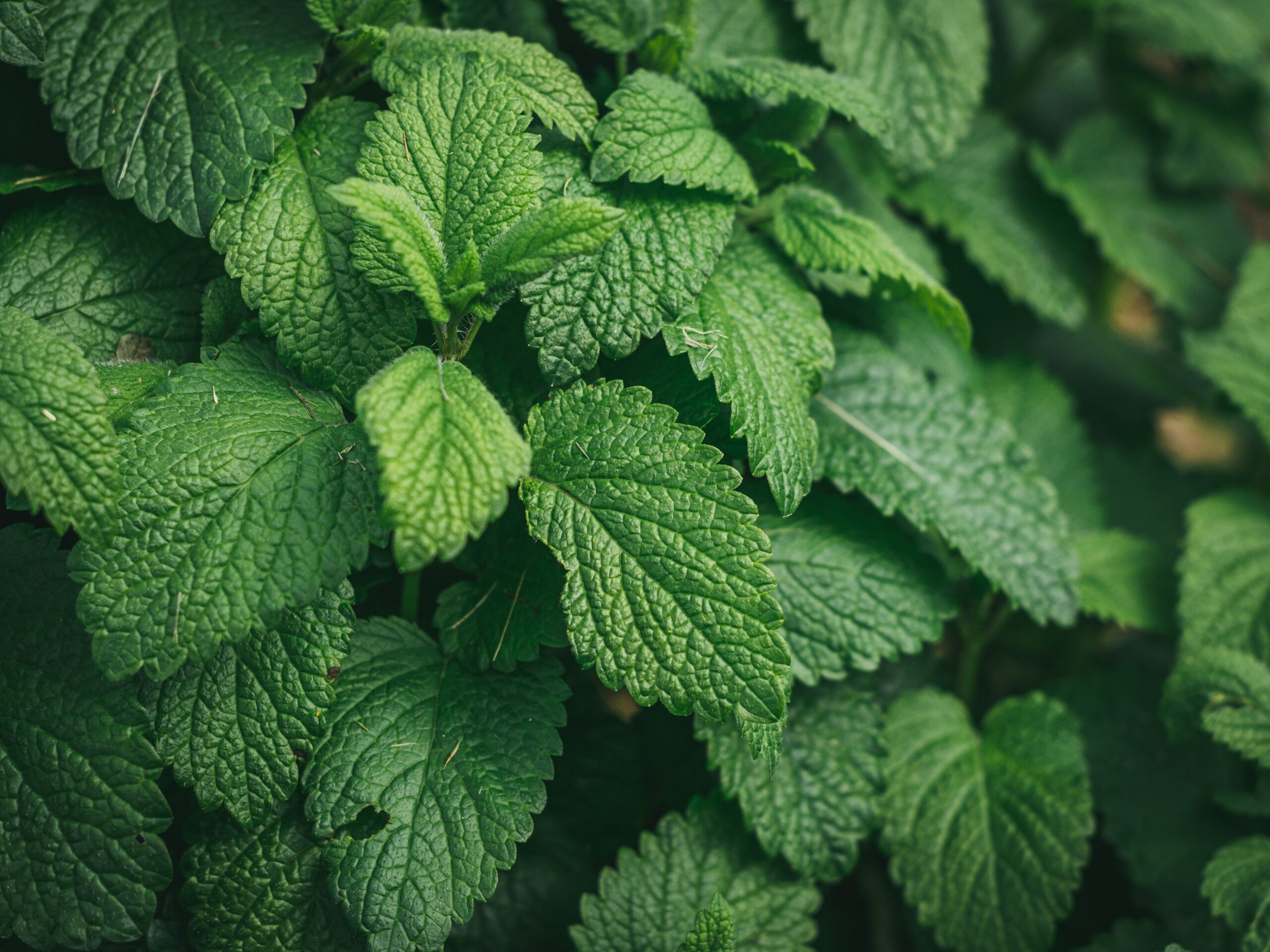 Close-up of fresh green mint leaves in a pot