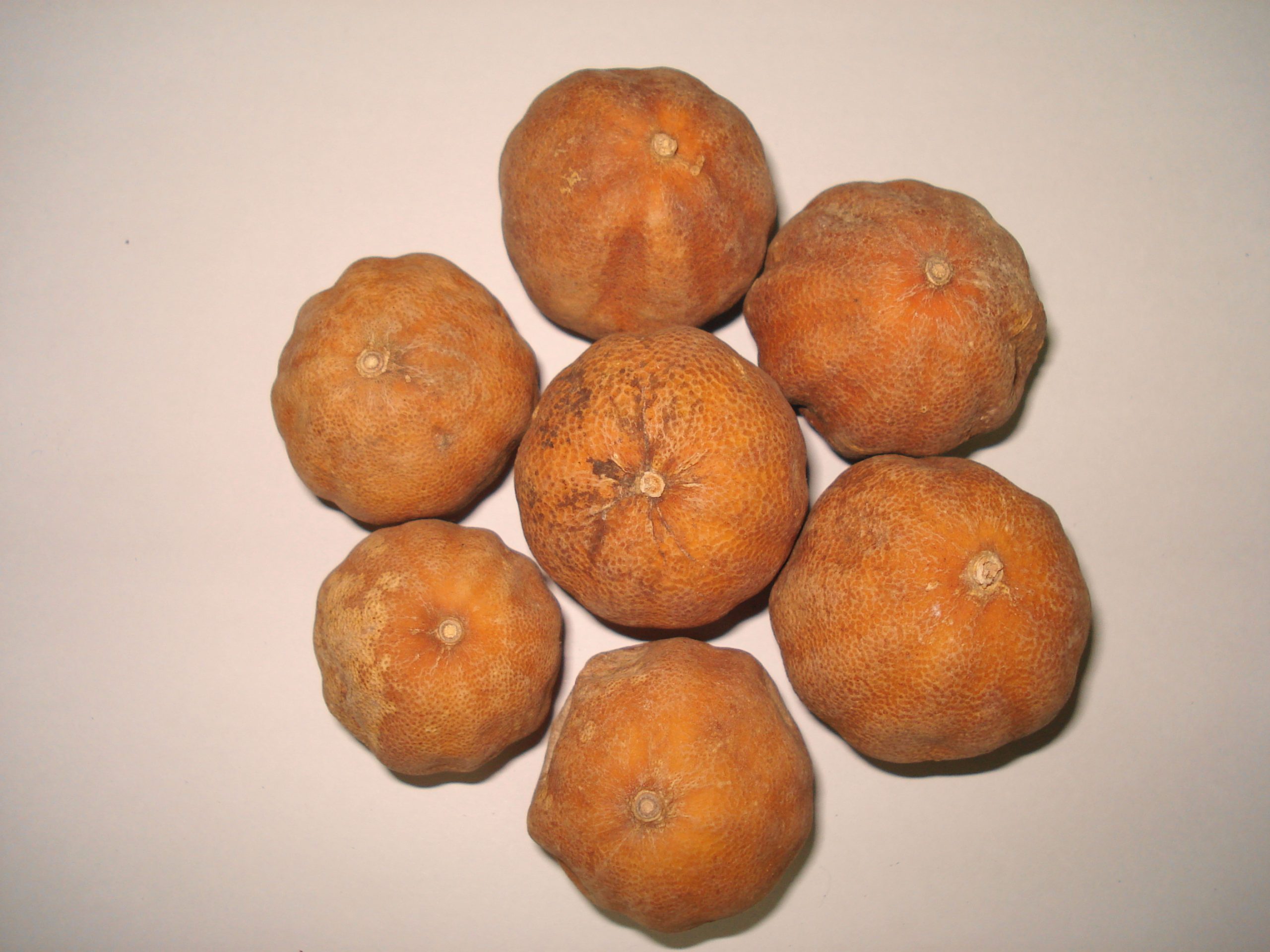 Dried Yellow Lemon - Image 2