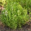 Thyme - Image 3