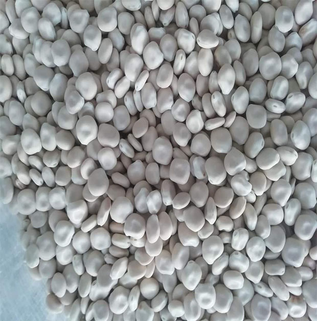 Lupina Seeds