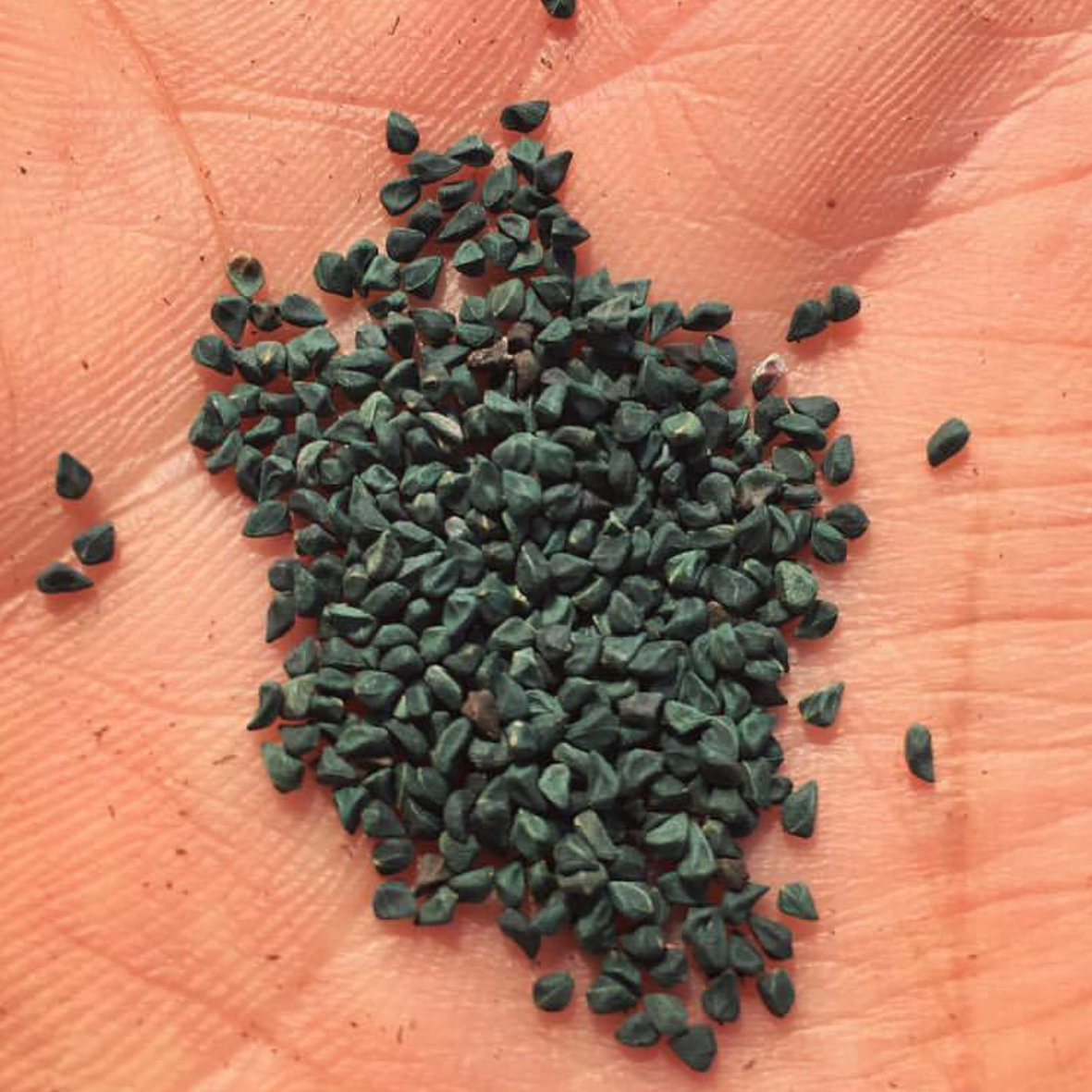 Dried Molokhia - Image 2