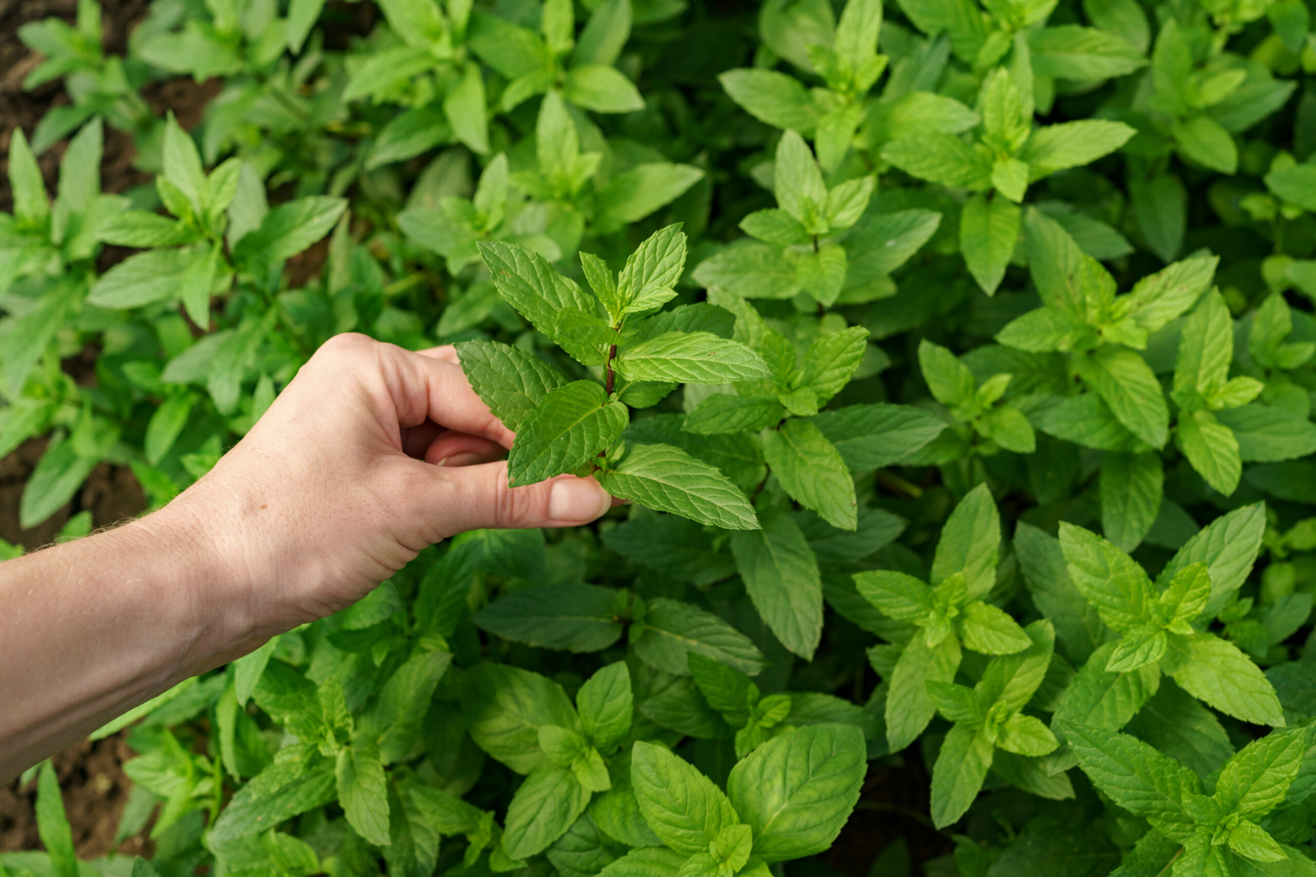 Hand touching fresh organic mint in the field